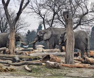 Niebezpieczna sytuacja w ZOO i pilny apel do zwiedzających!