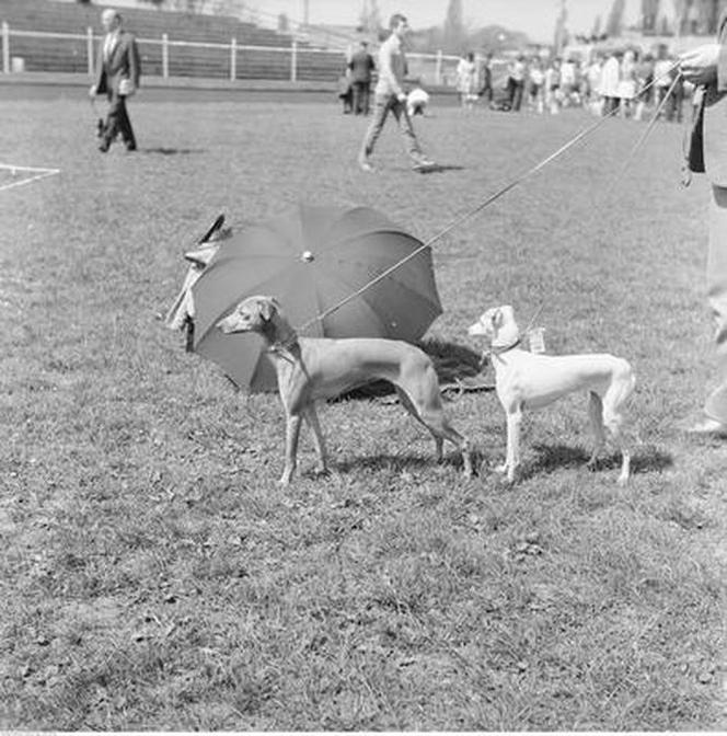 Wystawa psów na stadionie w Łodzi w maju 1972 roku