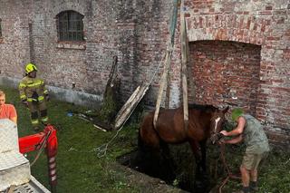 Strażacy uratowali konia, który wpadł do betonowego zbiornika z wodą