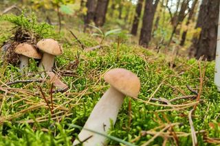 To najpiękniejsze grzyby w Polsce 2024. Oto Wasze zbiory leśnych skarbów