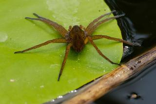 Największy pająk w Polsce. Ukąszenie bagnika nadwodnego powoduje objawy kaca