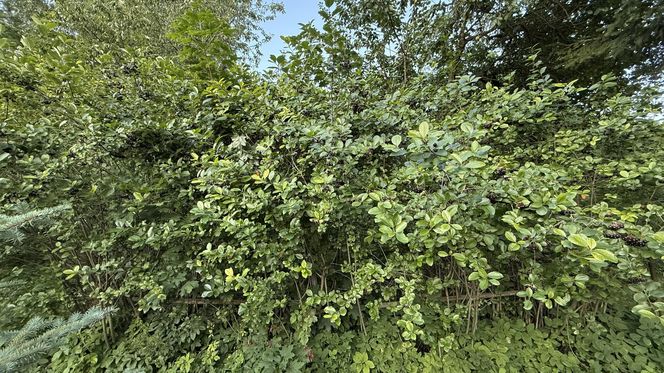 Aronia, krzew i owoce