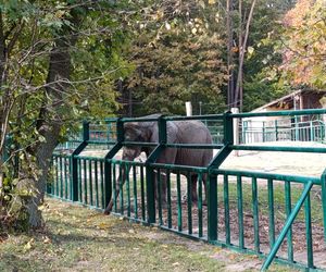 Gdański Ogród Zoologiczny jesienią