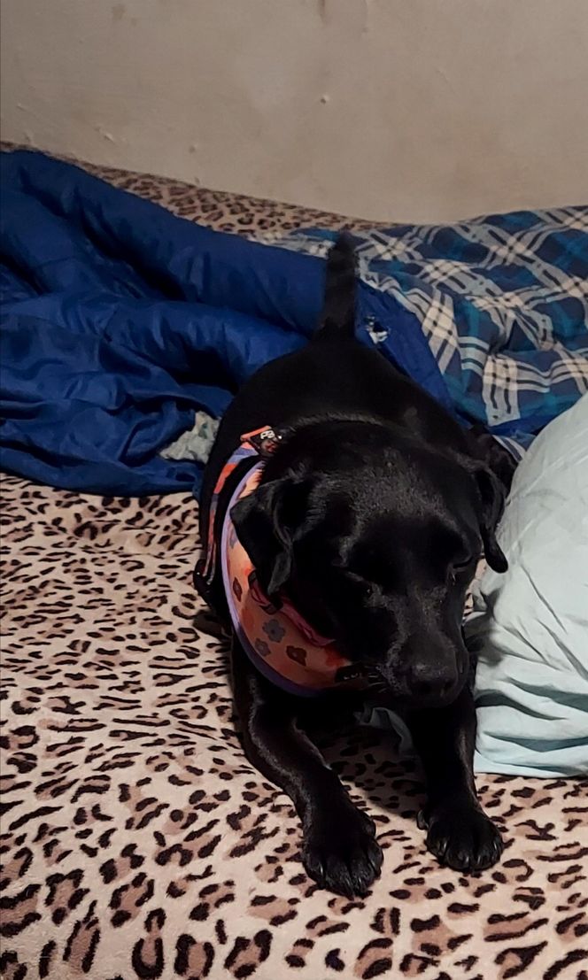 Polka oskarża PETA o kradzież psa