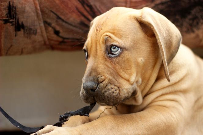 Psy najczęściej dopada zapalenie gardła czy pęcherza