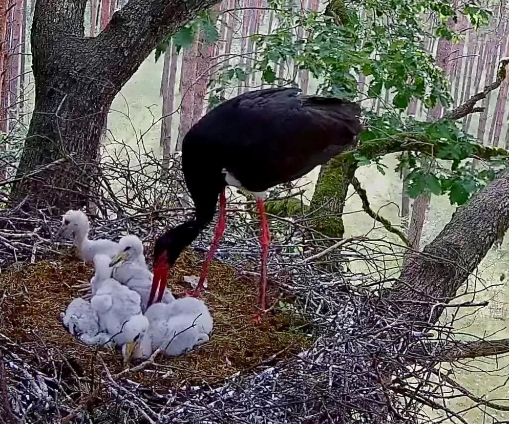 Bocian czarny wyrzucił z gniazda dwa pisklaki