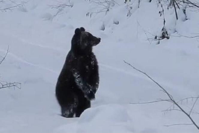Leśnik zrobił wywiad z misiem