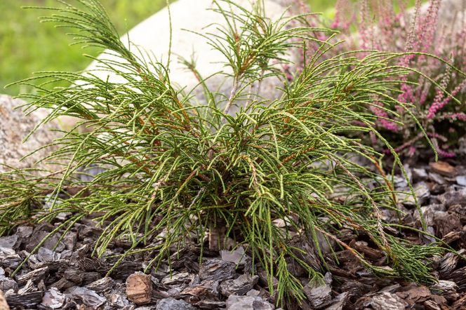 Thuja plicata 'Whipcord' 