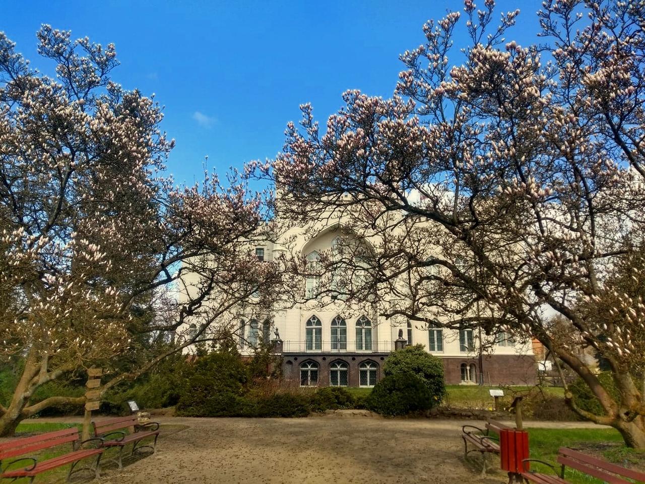 Magnolie, ale nie tylko! W Arboretum Kórnickim kwitnie coraz więcej roślin!