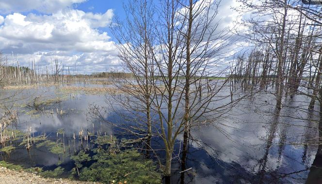 "Zatopiony las" woj. lubelskie