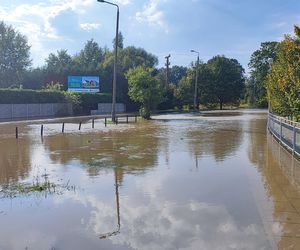 Stabłowice. Tak ratowali gołębie z działek