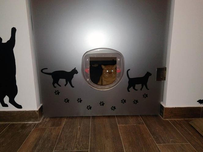 Katowice: Pierwsza na Śląsku Kocia Kawiarnia działa już trzy tygodnie! [ZDJĘCIA]