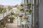 Pelargonie 