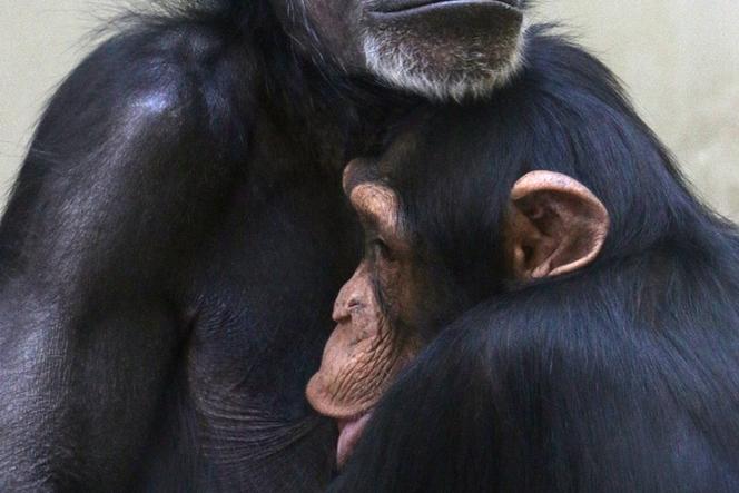 Żałoba w gdańskim ZOO odeszła szympansica Kasia