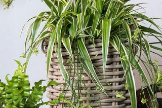 Zielistka Sternberga