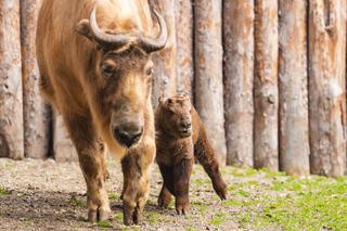 Te zwierzęta to niezwykle rzadki okaz. Młode takiny przyszły na świat w ZOO Wrocław