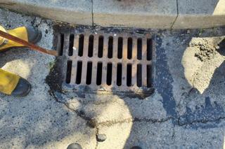 Radomsko. Małe kaczuszki uratowane! Pomoc wzywała ich mama. Do akcji wkroczyli strażacy.