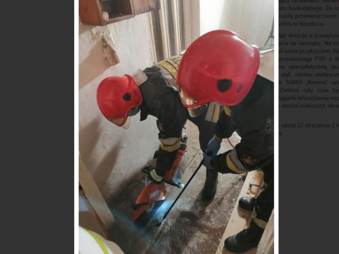 Podkarpacie: Tak imprezowali, że koń wpadł do piwnicy
