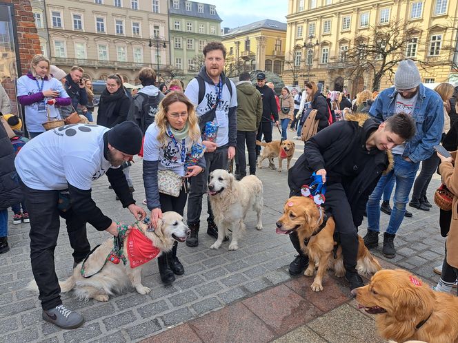 33. Finał WOŚP z grupą krakowskich Golden Retrieverów