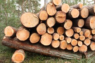 Wycinka lasu wciąż trwa. Kolejne interwencje w sprawie Trójmiejskiego Parku Krajobrazowego