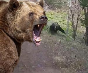 Niedźwiedź zaatakował ich w aucie! Film mrozi krew w żyłach