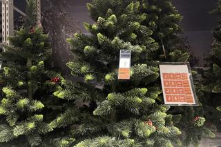 Gdzie kupić choinki w Krakowie? Znamy ceny