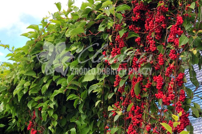 cytryniec_Clematis