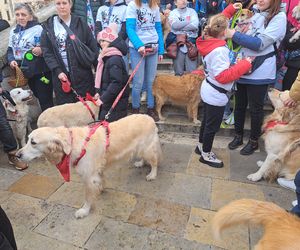 33. Finał WOŚP z grupą krakowskich Golden Retrieverów