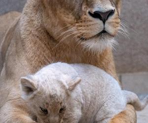 W Śląskim Ogrodzie Zoologicznym przyszły na świat cztery lwiątka! 