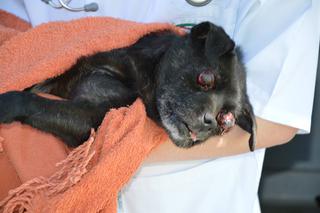 Oczko - skatowany pies trafił pod opiekę ADY w Przemyślu