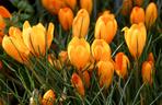 Krokus