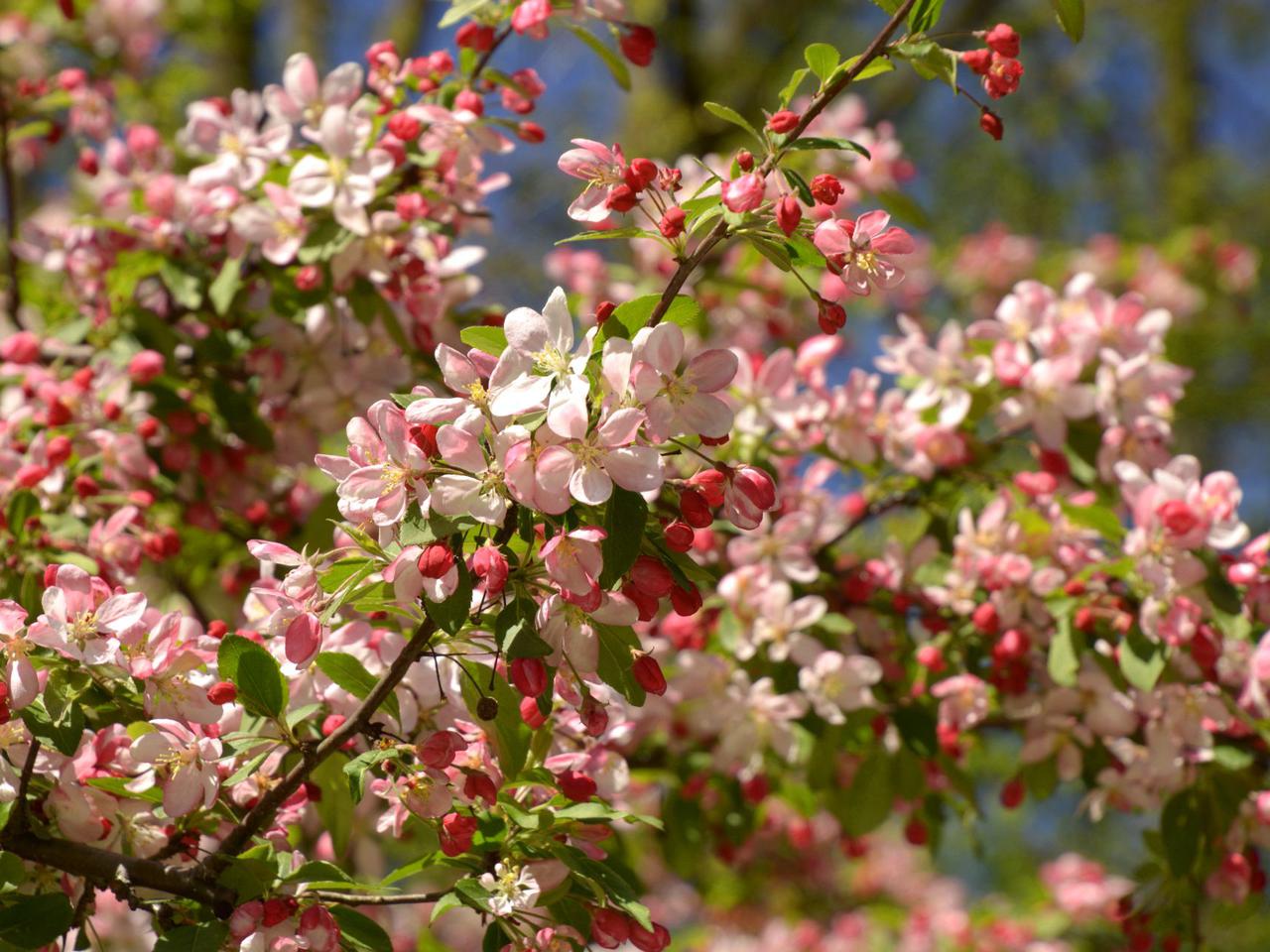 Rajskie jabłonie - wymagania, pielęgnacja, polecane gatunki i odmiany ozdobnych jabłoni do ogrodu