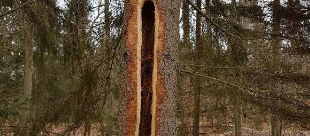 Zaskakujący widok w polskich lasach! Skąd wzieły się GIGANTYCZNE DZIURY w drzewach? [ZDJĘCIA]