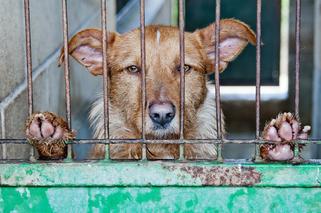 Zakaz jedzenia mięsa z psów i kotów! Korea Płd. kończy ze wstydliwą tradycja 