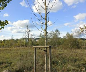 Gaj Matek i Ojców w Gdańsku zaniedbany. Miał być symboliczny park, są uschnięte drzewa i wysoka trawa