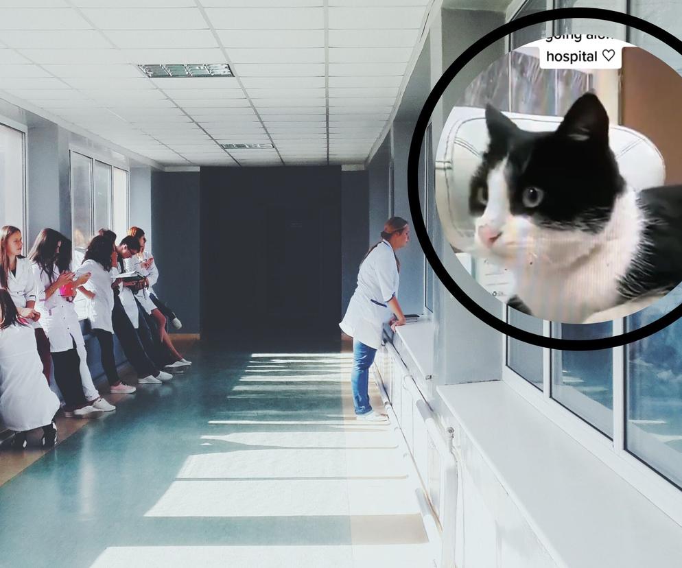 kotek ze złamaną łapka szukał pomoc w szpitalu 
