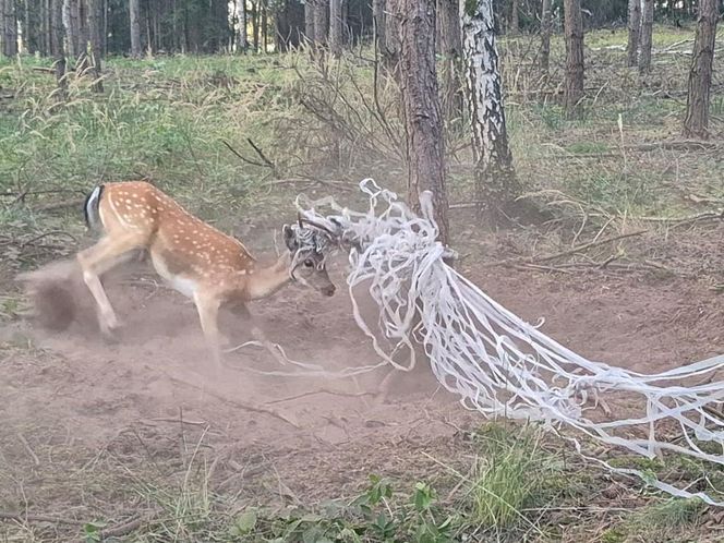  Młody daniel zaplątał się w siatki. Pomogli strażnicy z Gostynia i łowczy [ZDJĘCIA]