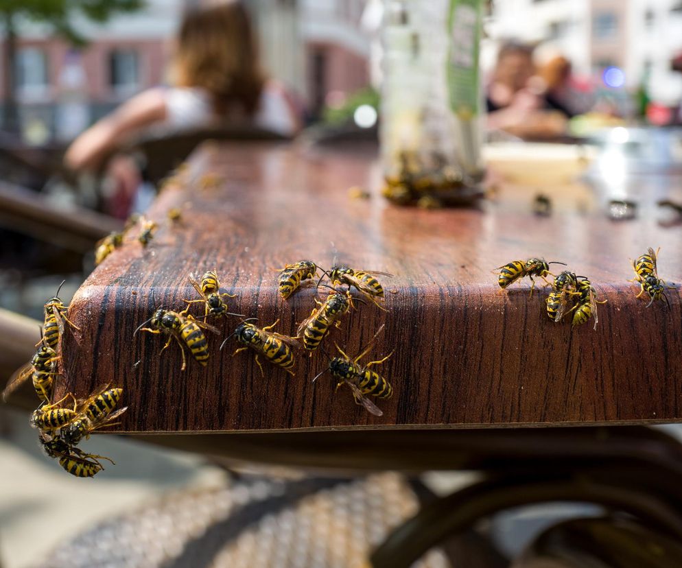 Plaga os 2023 to powód do obaw? Radzimy, jak się chronić