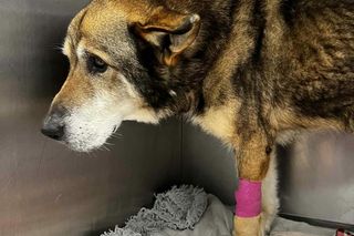 Szokujące zaniedbanie psa. Zwierzę miało w pęcherzu kilkanaście litrów moczu