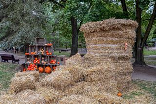 Ktoś zniszczył wystawę z dyni w Powsinie