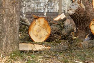 Wniosek o wycięcie drzewa lub krzewu 2024 - kiedy trzeba złożyć?
