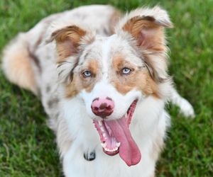 Owczarek australijski