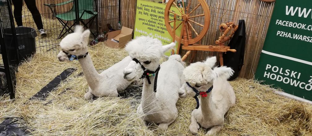 Animal Show w Krakowie