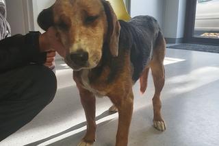 Ofiara zoofila trafiła pod opiekę wolontariuszy