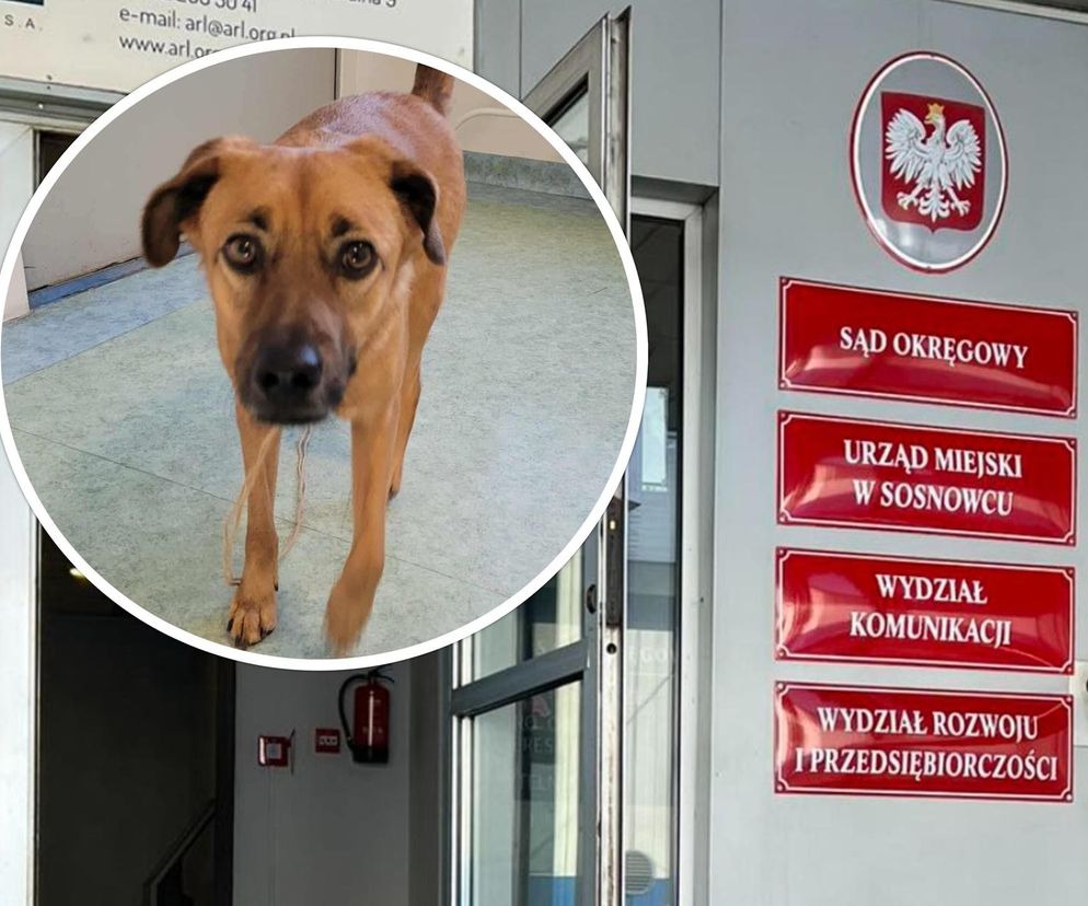 Porzucony pies szukał pomocy w sądzie. Pracownicy z Sosnowca okazali serce