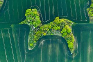 Pudelek w polu rzepaku