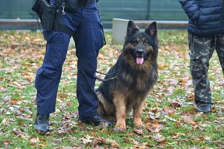 Trening psów ze studentami