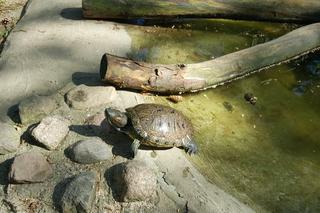 Światowy Dzień Żółwia