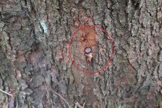 Nadleśniczy z Bieszczad: ekoterroryści powbijali gwoździe w drzewa. To śmiertelne zagrożenie