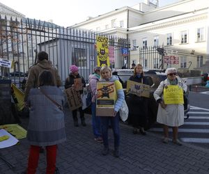 Wielki protest przez ratuszem. Wolontariusze walczą o życie kotów